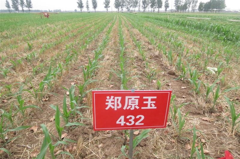 玉米籽粒收试验 1.jpg 玉米籽粒收试验 1.jpg