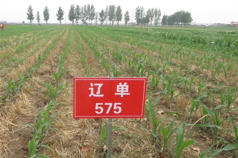 玉米籽粒收试验2.jpg 玉米籽粒收试验2.jpg