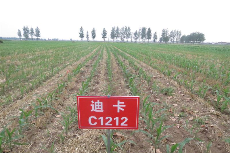 玉米籽粒收试验 5.jpg 玉米籽粒收试验 5.jpg