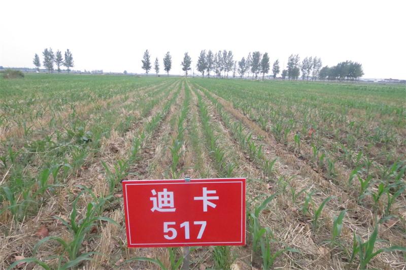 玉米籽粒收试验 6.jpg 玉米籽粒收试验 6.jpg