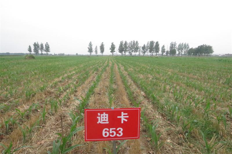 玉米籽粒收试验 7.jpg 玉米籽粒收试验 7.jpg